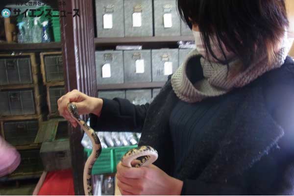 食べる科学実験 ヘビは本当に効くのか 精力ムキムキ伝説を調査 後編